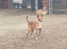 CHARLY, Hund, Podenco-Mix in Spanien - Bild 17