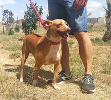 CHARLY, Hund, Podenco-Mix in Spanien - Bild 2