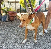 CHARLY, Hund, Podenco-Mix in Spanien - Bild 3