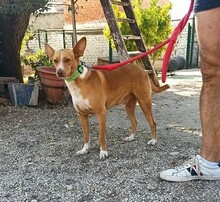 CHARLY, Hund, Podenco-Mix in Spanien - Bild 4
