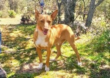 CHARLY, Hund, Podenco-Mix in Spanien - Bild 5