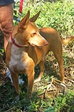 CHARLY, Hund, Podenco-Mix in Spanien - Bild 6