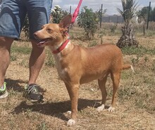 CHARLY, Hund, Podenco-Mix in Spanien - Bild 8