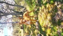 CHARLY, Hund, Podenco-Mix in Spanien - Bild 9