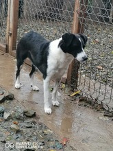 MANJA, Hund, Mischlingshund in Rumänien - Bild 2