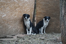 MANJA, Hund, Mischlingshund in Rumänien - Bild 3