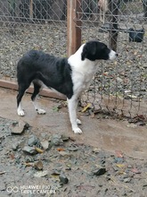 MANJA, Hund, Mischlingshund in Rumänien - Bild 4