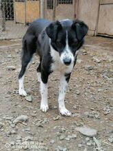 PENNY, Hund, Mischlingshund in Rumänien - Bild 3