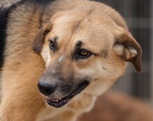 SERSI, Hund, Mischlingshund in Kroatien - Bild 1