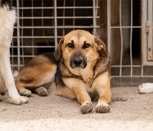SERSI, Hund, Mischlingshund in Kroatien - Bild 10