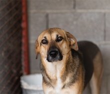 SERSI, Hund, Mischlingshund in Kroatien - Bild 11