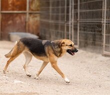SERSI, Hund, Mischlingshund in Kroatien - Bild 12
