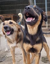 SERSI, Hund, Mischlingshund in Kroatien - Bild 13