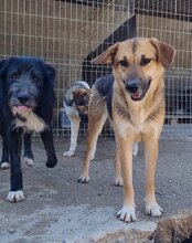 SERSI, Hund, Mischlingshund in Kroatien - Bild 14