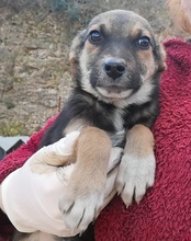 SERSI, Hund, Mischlingshund in Kroatien - Bild 19