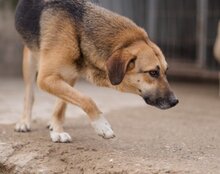 SERSI, Hund, Mischlingshund in Kroatien - Bild 2