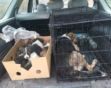 SERSI, Hund, Mischlingshund in Kroatien - Bild 20