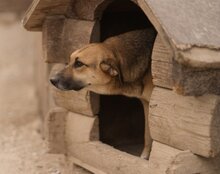 SERSI, Hund, Mischlingshund in Kroatien - Bild 3