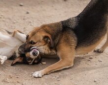 SERSI, Hund, Mischlingshund in Kroatien - Bild 4