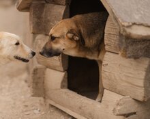 SERSI, Hund, Mischlingshund in Kroatien - Bild 6