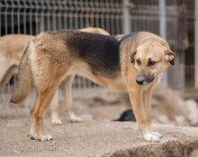 SERSI, Hund, Mischlingshund in Kroatien - Bild 7