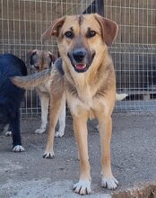 SERSI, Hund, Mischlingshund in Kroatien - Bild 8