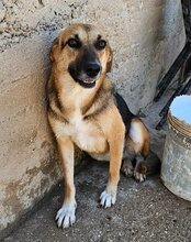 SERSI, Hund, Mischlingshund in Kroatien - Bild 9