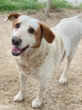 LUCERO, Hund, Mischlingshund in Griechenland - Bild 2