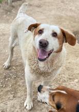 LUCERO, Hund, Mischlingshund in Griechenland - Bild 5