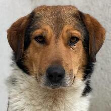 NOAH, Hund, Mischlingshund in Griechenland - Bild 1