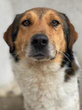 NOAH, Hund, Mischlingshund in Griechenland - Bild 10