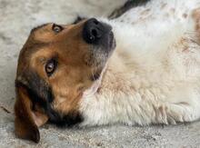 NOAH, Hund, Mischlingshund in Griechenland - Bild 11