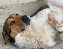 NOAH, Hund, Mischlingshund in Griechenland - Bild 12