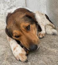 NOAH, Hund, Mischlingshund in Griechenland - Bild 3