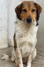NOAH, Hund, Mischlingshund in Griechenland - Bild 4