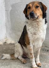 NOAH, Hund, Mischlingshund in Griechenland - Bild 6
