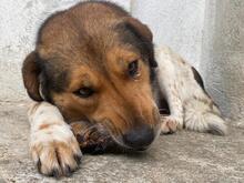NOAH, Hund, Mischlingshund in Griechenland - Bild 7