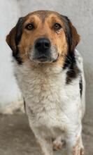 NOAH, Hund, Mischlingshund in Griechenland - Bild 8