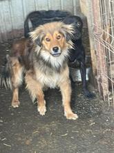 FRODO, Hund, Golden Retriever-Collie-Mix in Rumänien - Bild 2