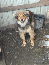 FRODO, Hund, Golden Retriever-Collie-Mix in Rumänien - Bild 4