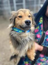 FRODO, Hund, Golden Retriever-Collie-Mix in Rumänien - Bild 6