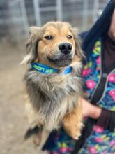 FRODO, Hund, Golden Retriever-Collie-Mix in Rumänien - Bild 7