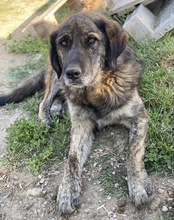 THEO, Hund, Mischlingshund in Griechenland - Bild 13