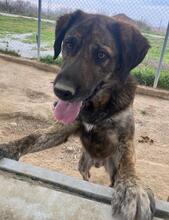 THEO, Hund, Mischlingshund in Griechenland - Bild 16