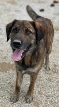 THEO, Hund, Mischlingshund in Griechenland - Bild 17