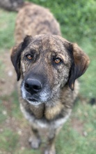 THEO, Hund, Mischlingshund in Griechenland - Bild 3