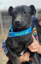 PUMPKIN, Hund, Terrier-Labrador-Mix in Rumänien - Bild 2