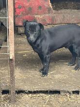 PUMPKIN, Hund, Terrier-Labrador-Mix in Rumänien - Bild 6