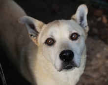 CAICOKIBLA, Hund, Mischlingshund in Kroatien - Bild 1