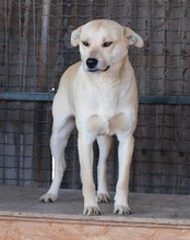 CAICOKIBLA, Hund, Mischlingshund in Kroatien - Bild 4